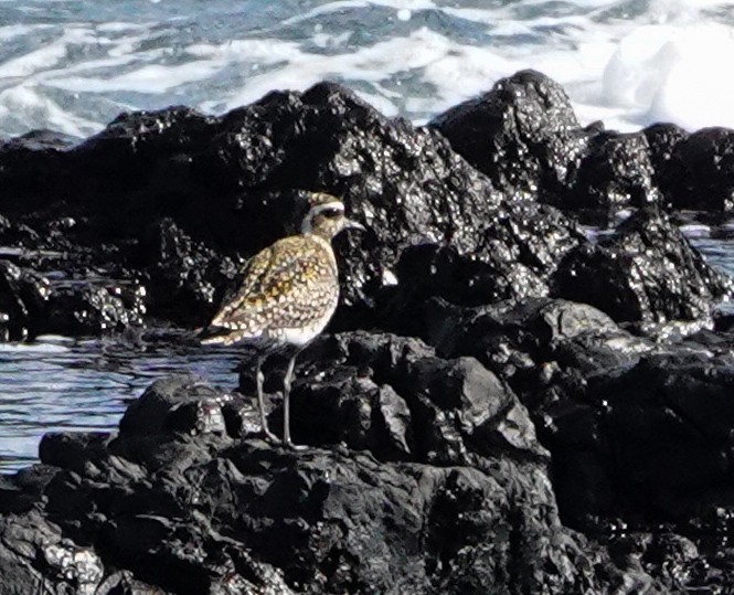 Chorlito Dorado Siberiano - ML620912202