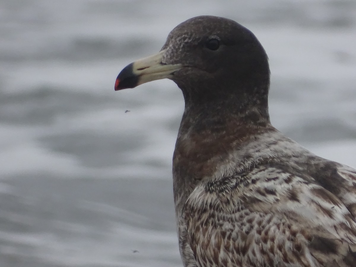 Belcher's Gull - ML620912208