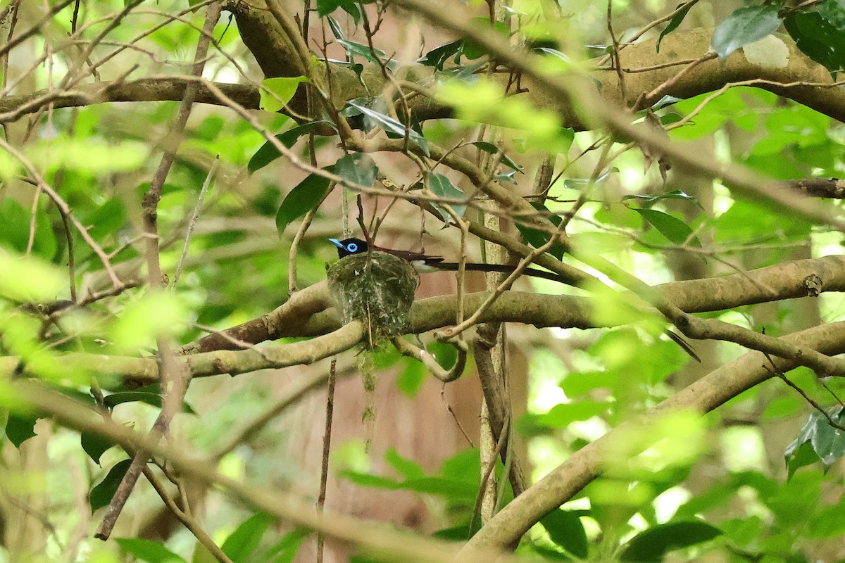 Black Paradise-Flycatcher - ML620912210