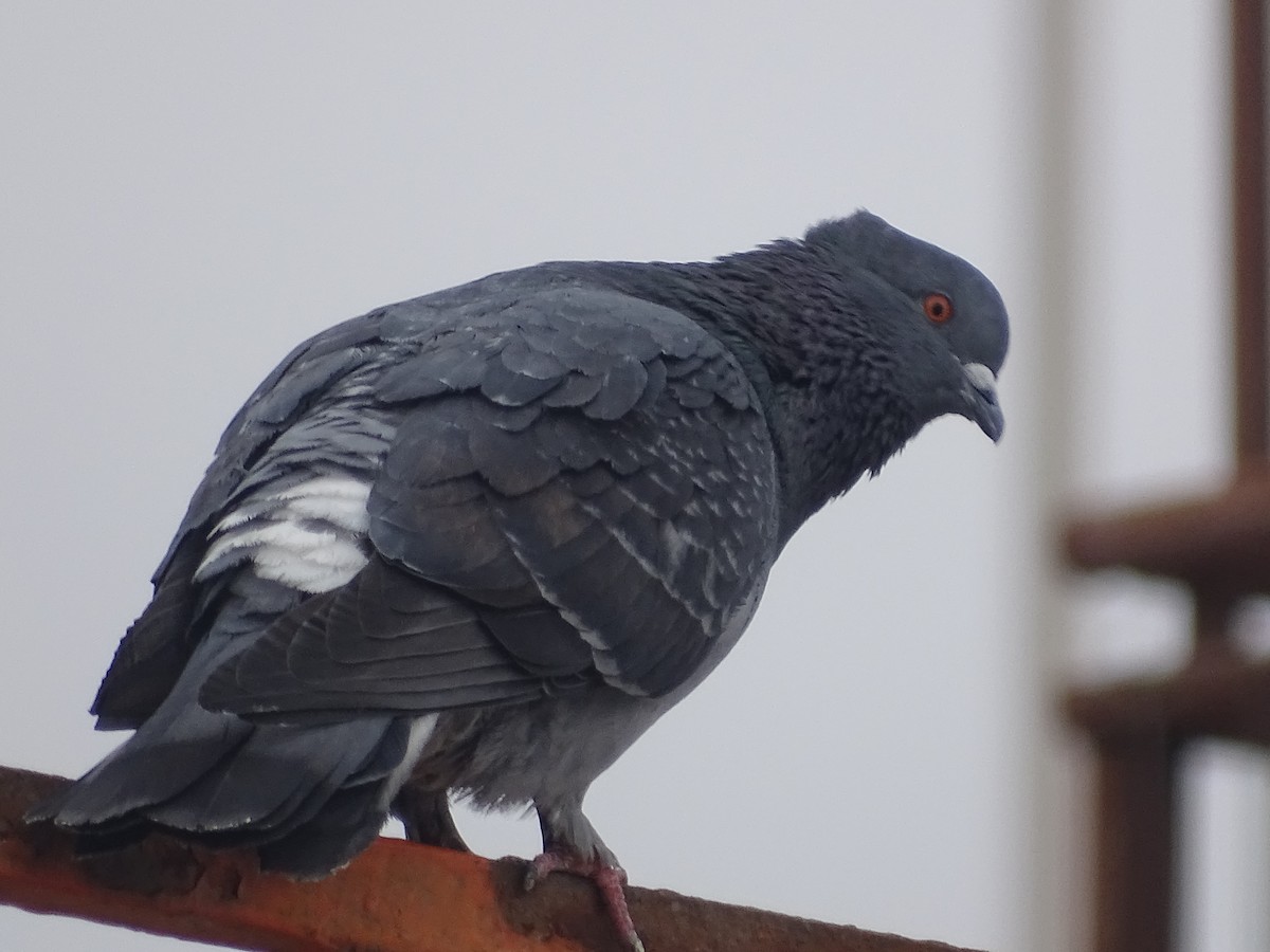 Rock Pigeon (Feral Pigeon) - ML620912211