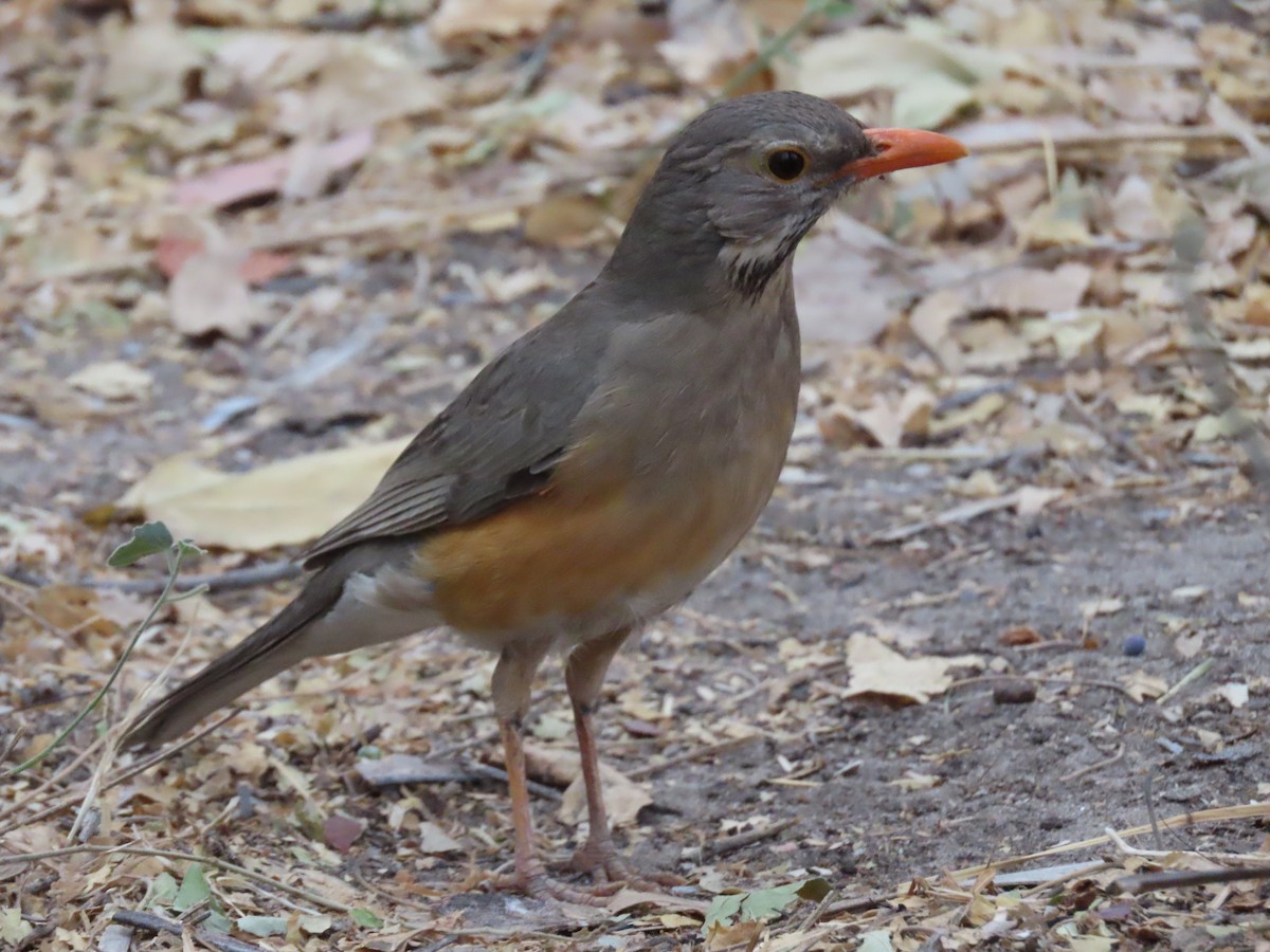 Kurrichane Thrush - ML620912214