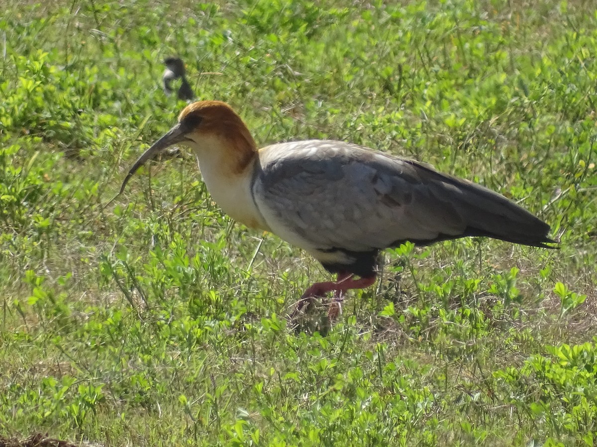 Andean Ibis - ML620912215
