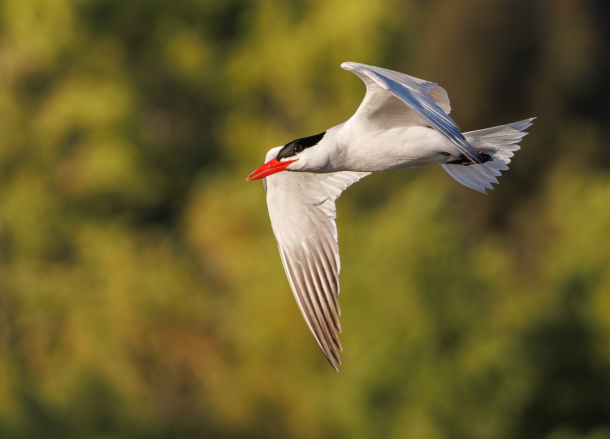 Caspian Tern - ML620912222