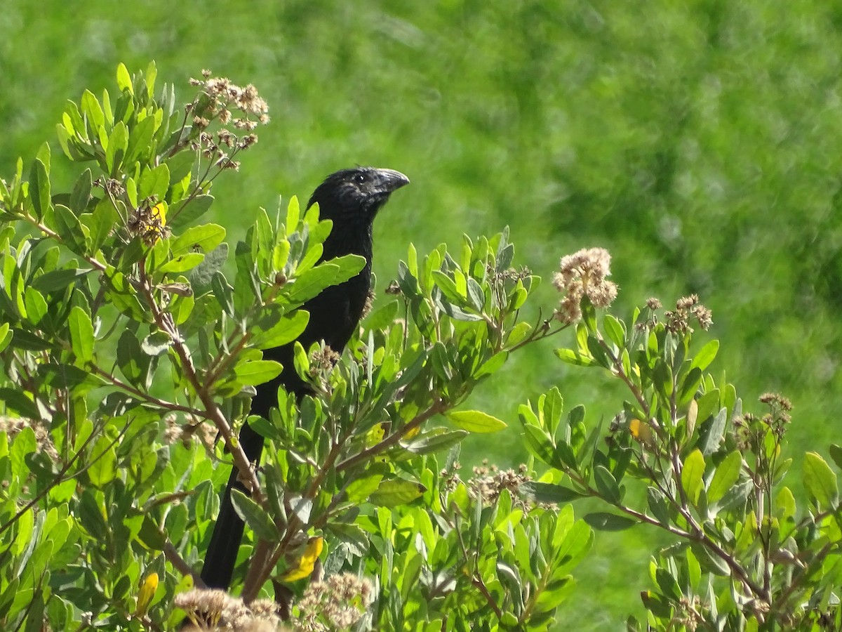 Groove-billed Ani - José Ignacio Catalán Ruiz