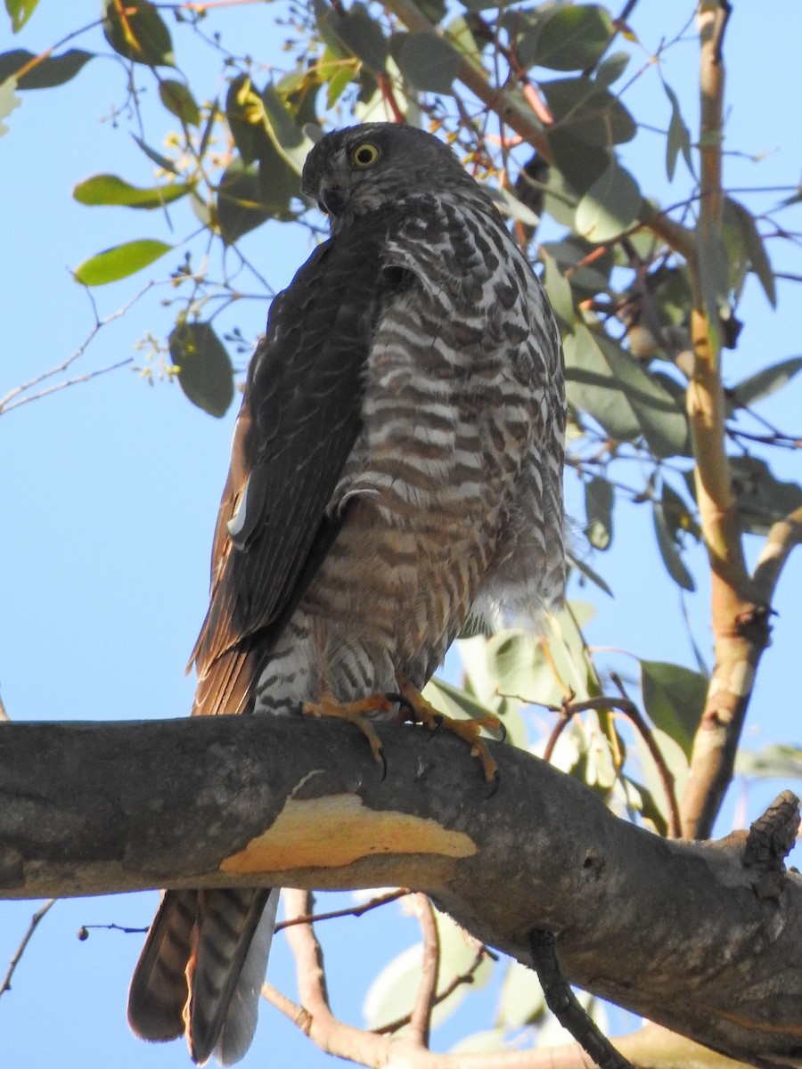 Collared Sparrowhawk - ML620912231