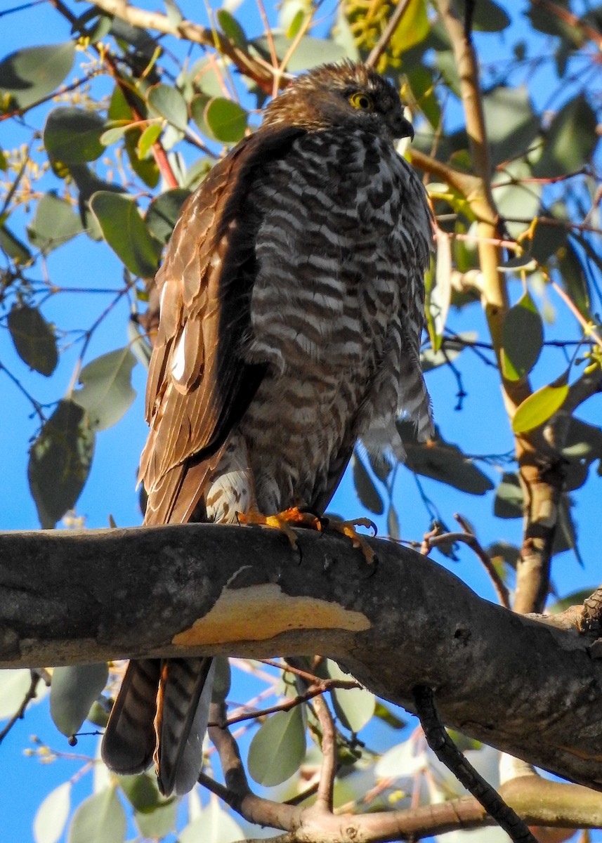 Collared Sparrowhawk - ML620912232