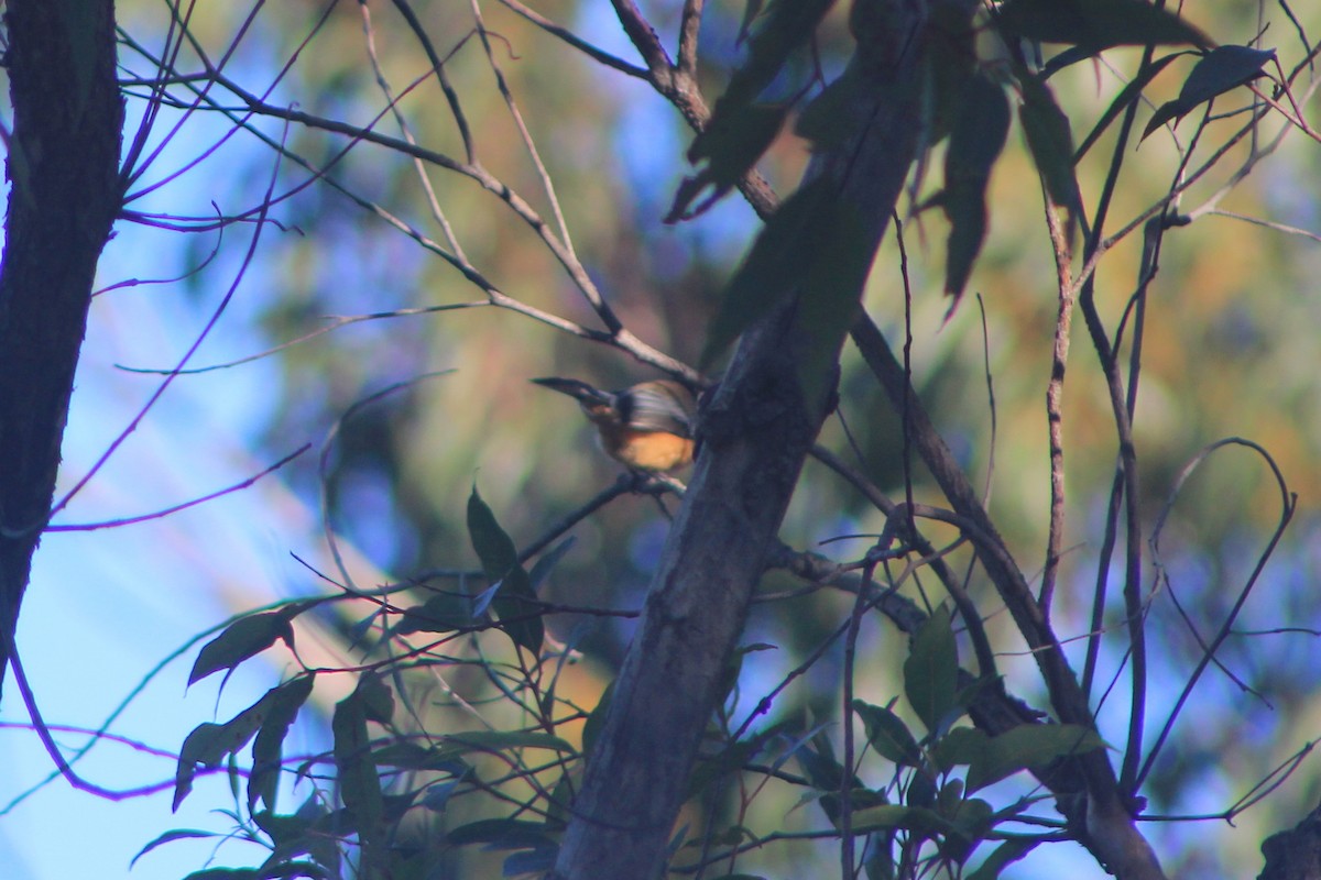 Eastern Spinebill - ML620912233