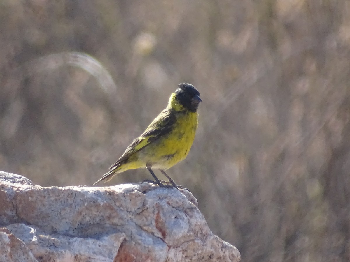 Hooded Siskin - ML620912234