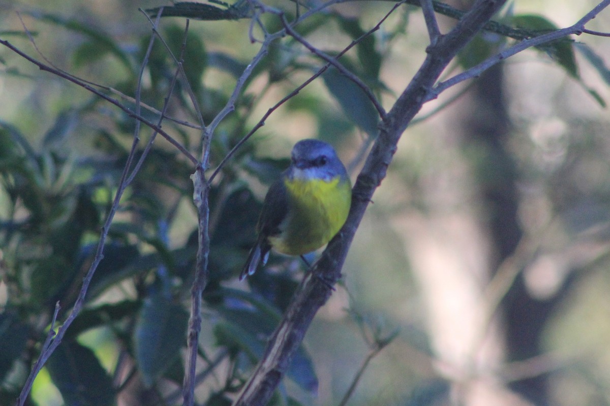 Eastern Yellow Robin - ML620912235