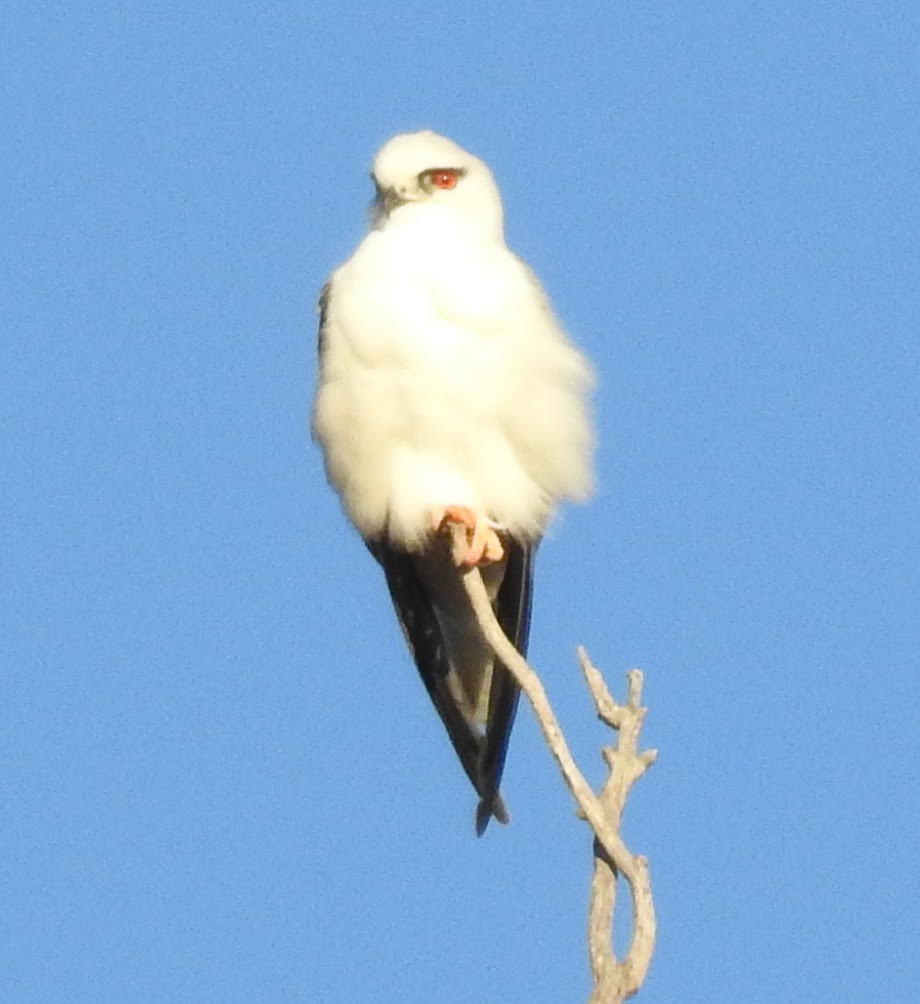 Black-shouldered Kite - ML620912236