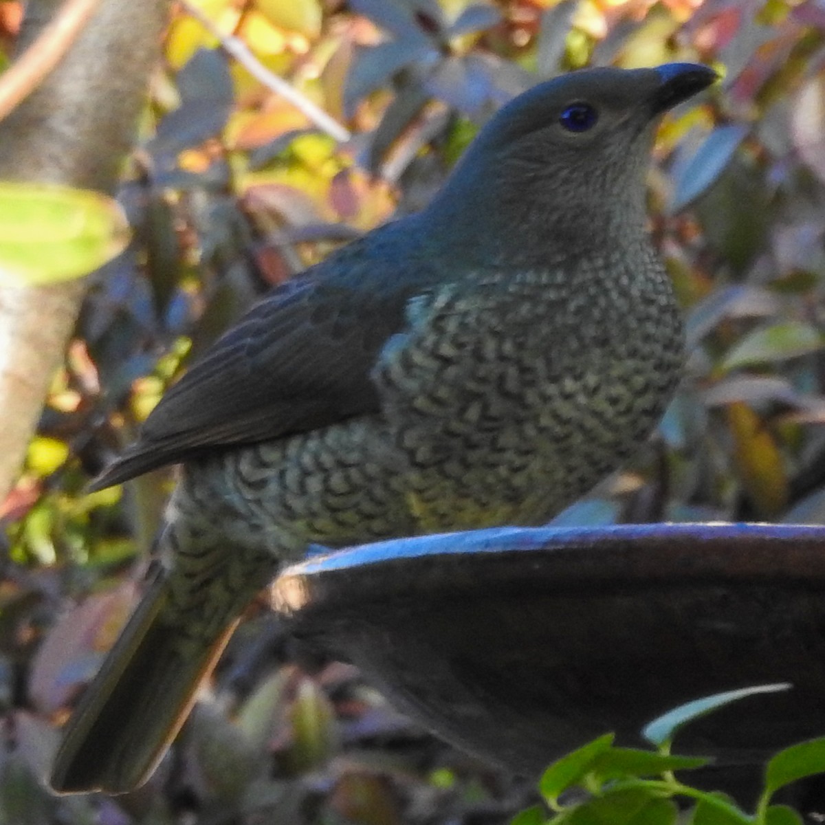 Satin Bowerbird - ML620912238