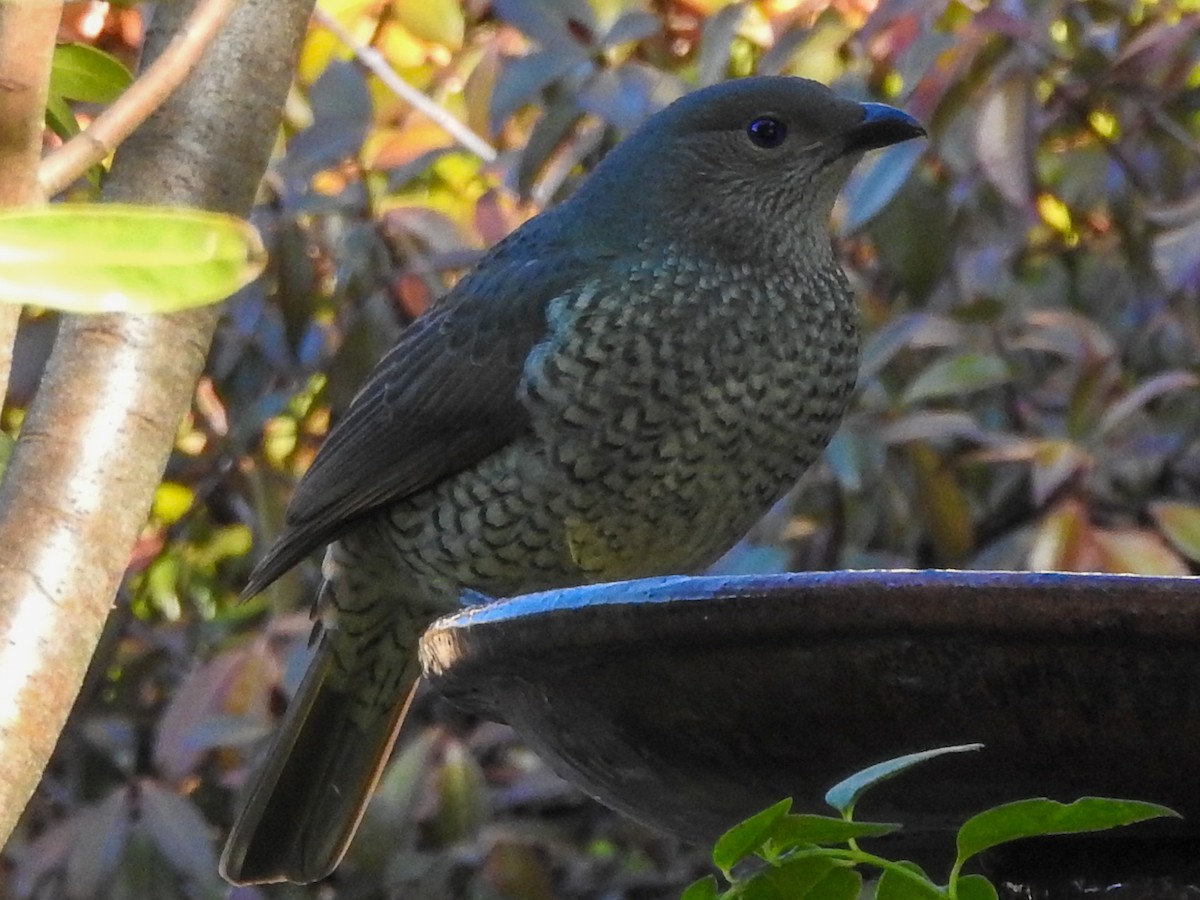 Satin Bowerbird - ML620912239