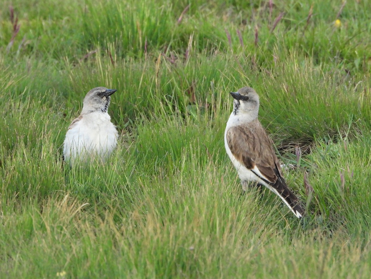 White-winged Snowfinch - ML620912242