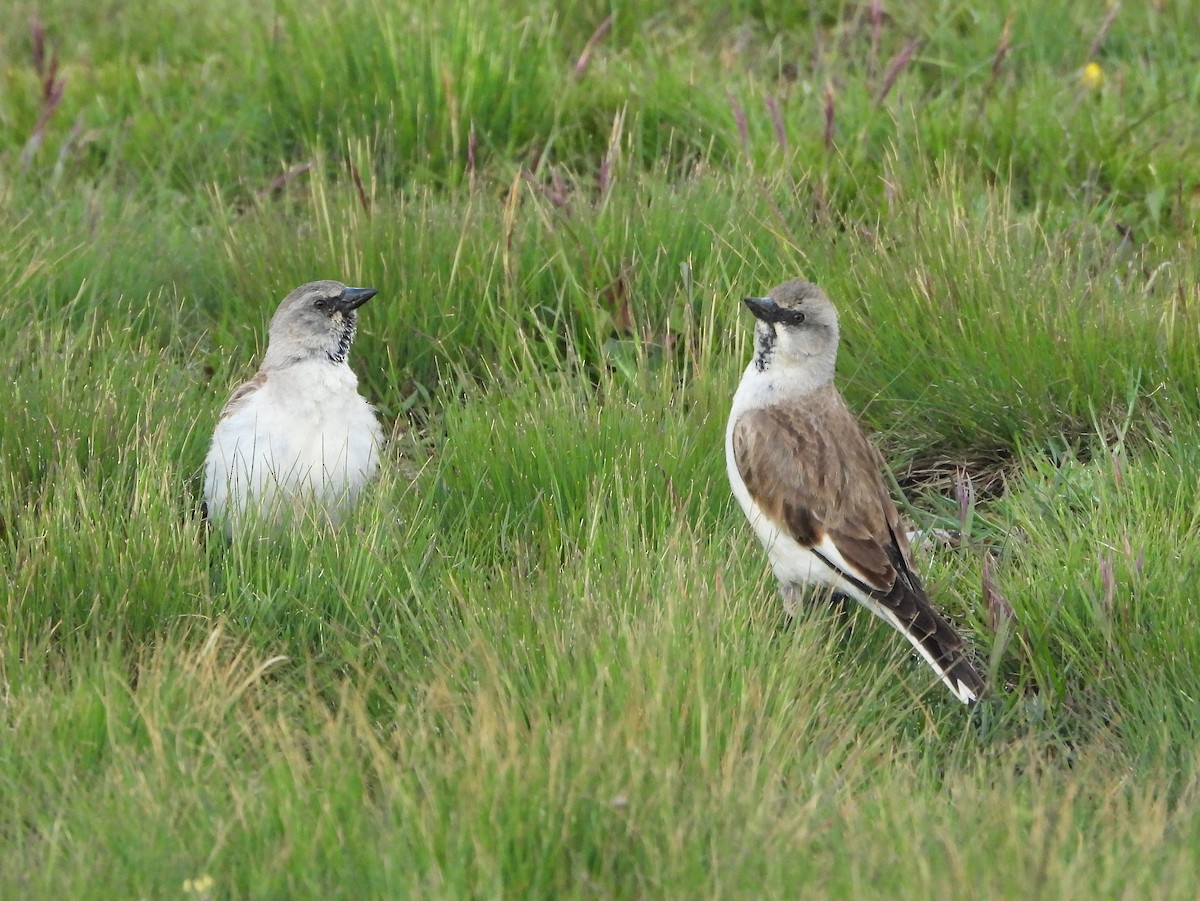 White-winged Snowfinch - ML620912242