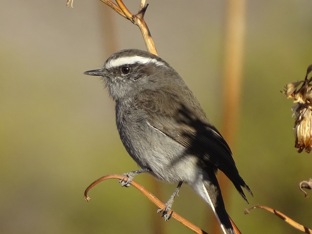 White-browed Chat-Tyrant - ML620912243