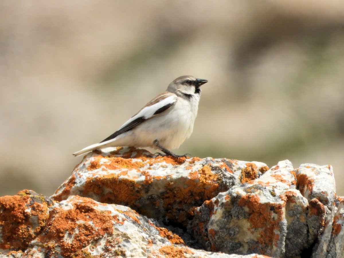 White-winged Snowfinch - ML620912244