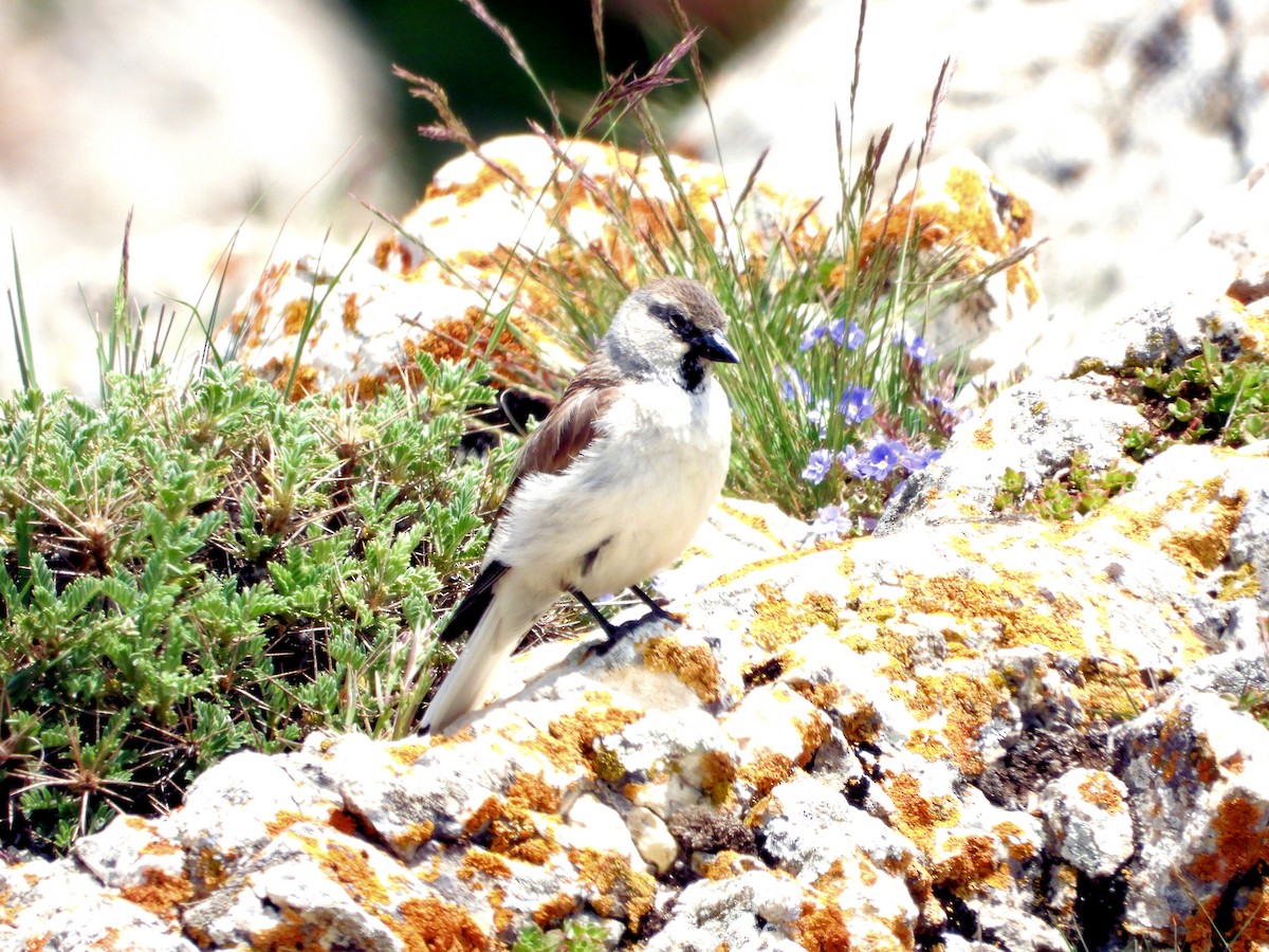 White-winged Snowfinch - ML620912246