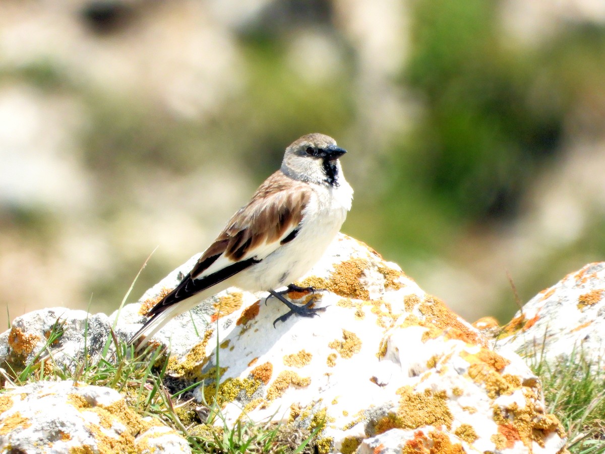 White-winged Snowfinch - ML620912247