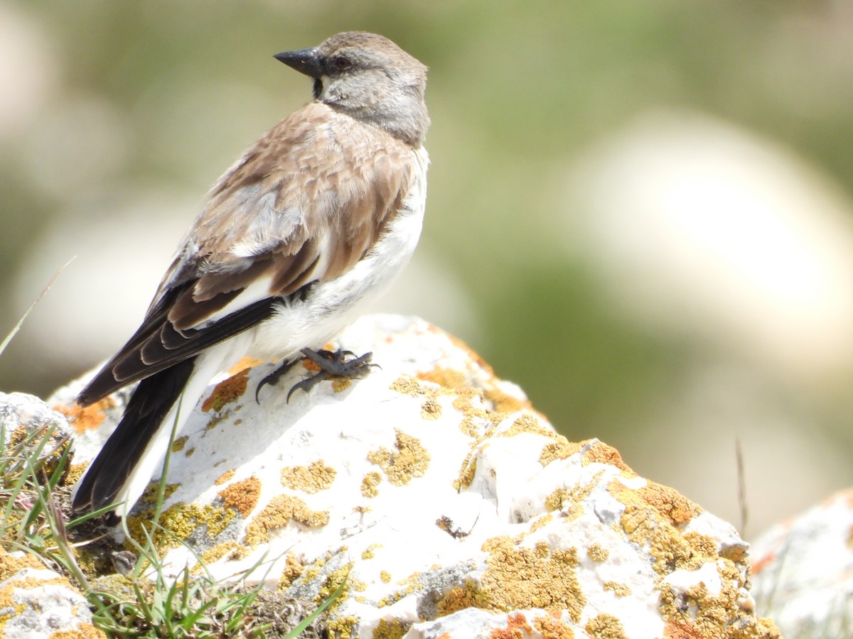 White-winged Snowfinch - ML620912249