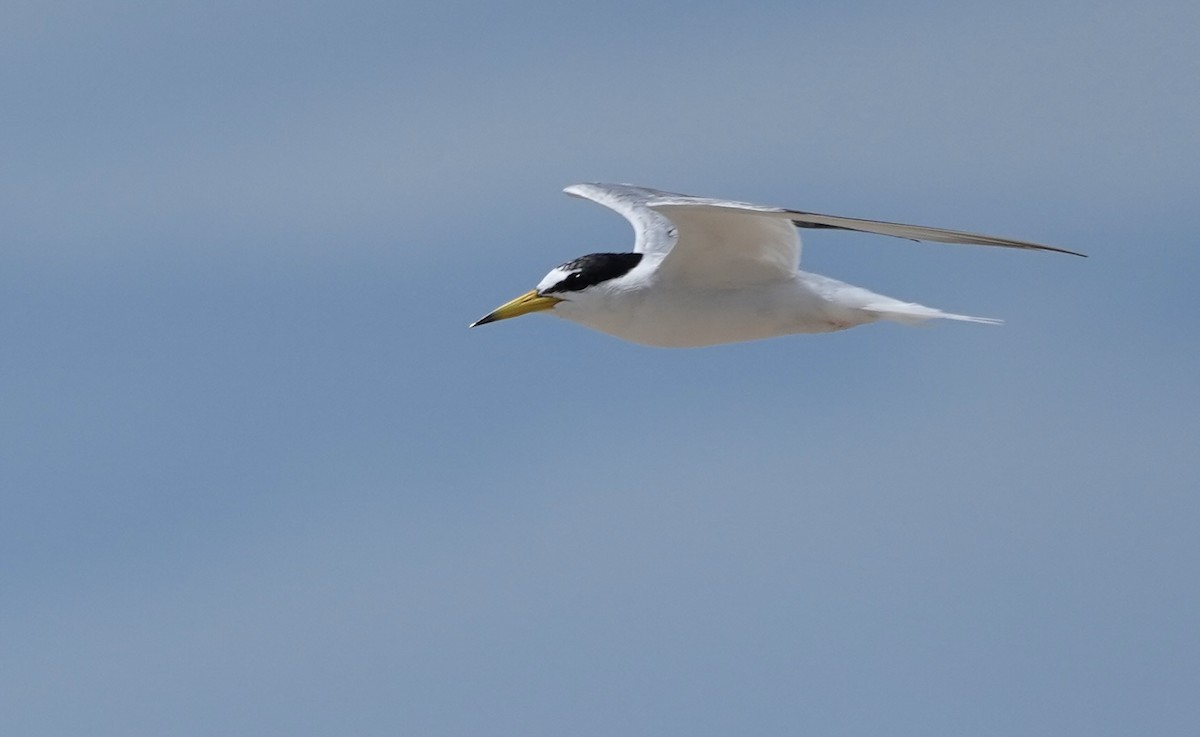 Little Tern - ML620912250