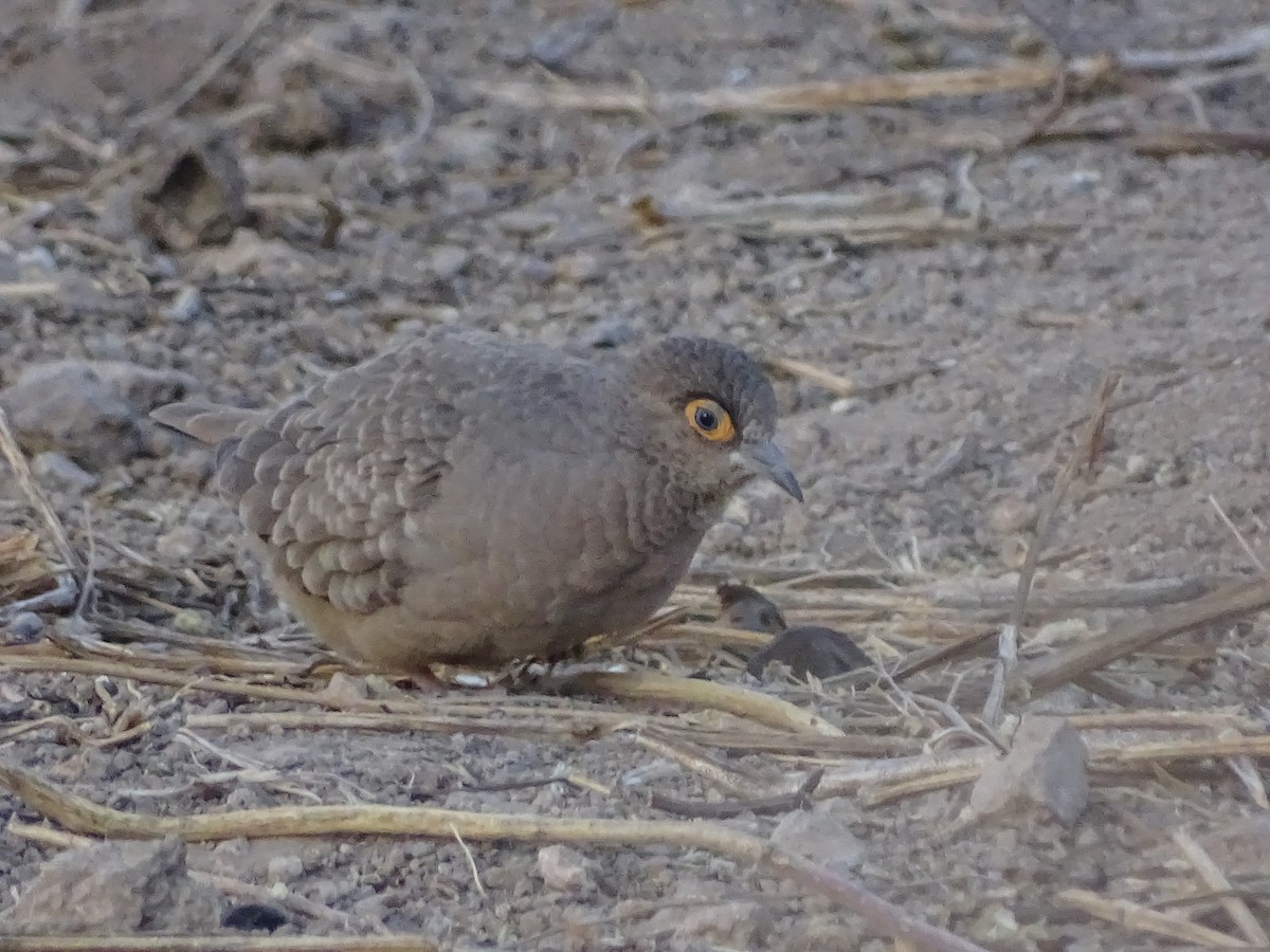 Bare-faced Ground Dove - ML620912251