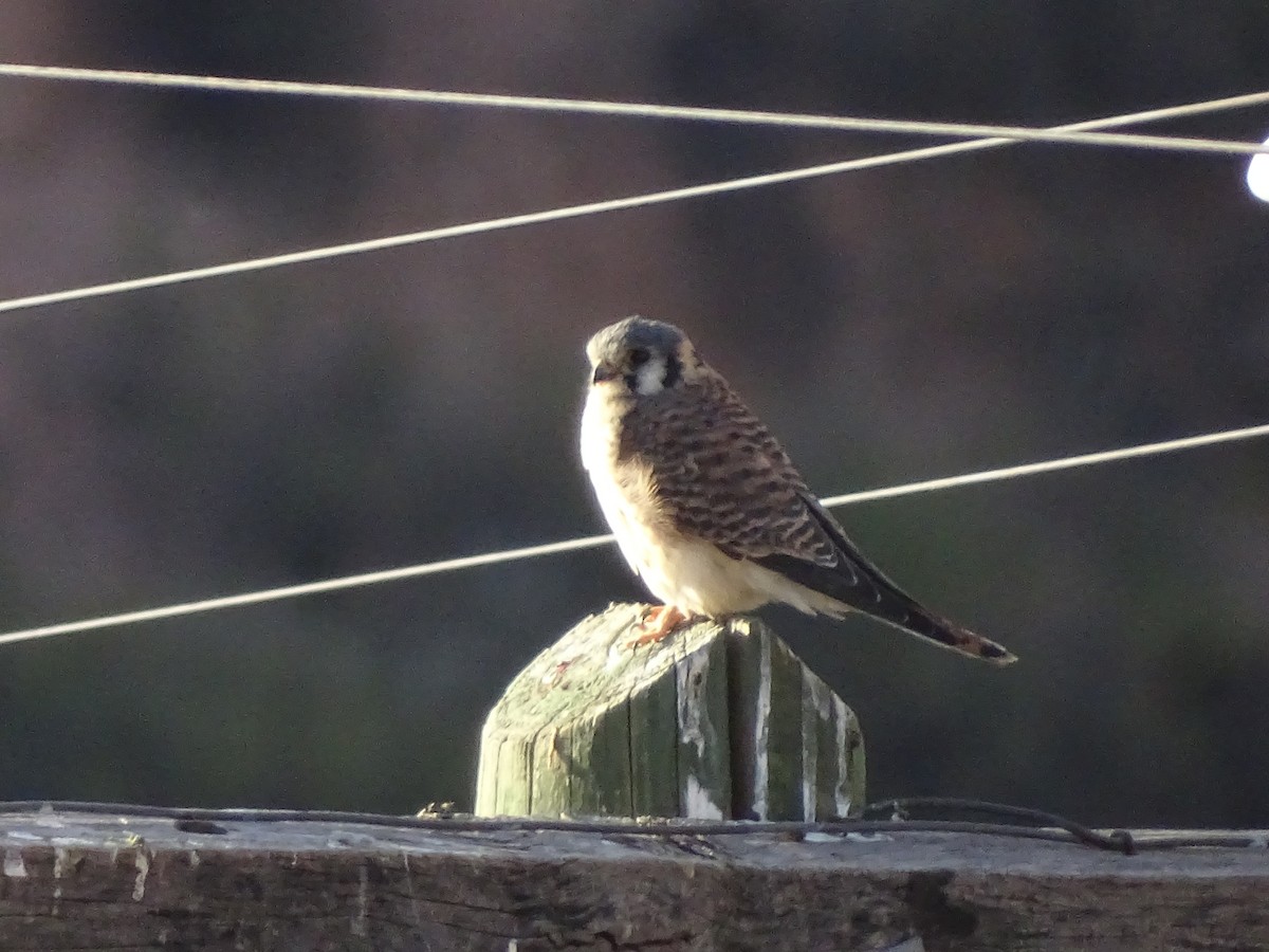 American Kestrel - ML620912253