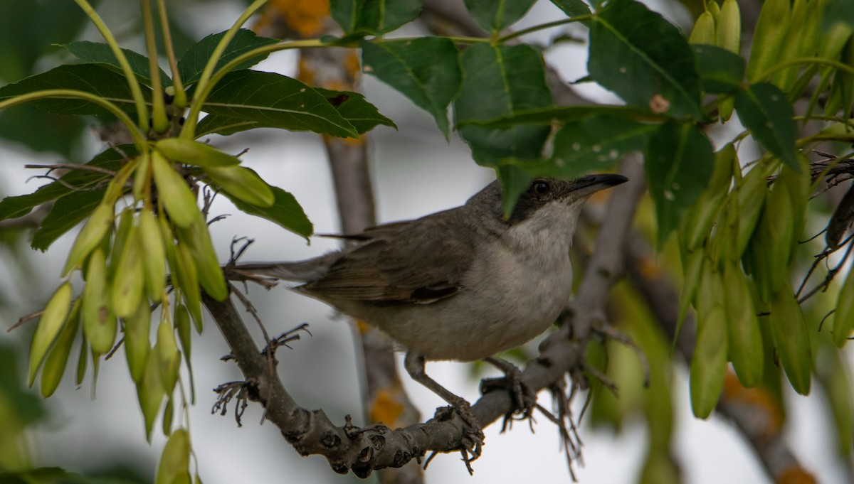 Eastern Orphean Warbler - ML620912261