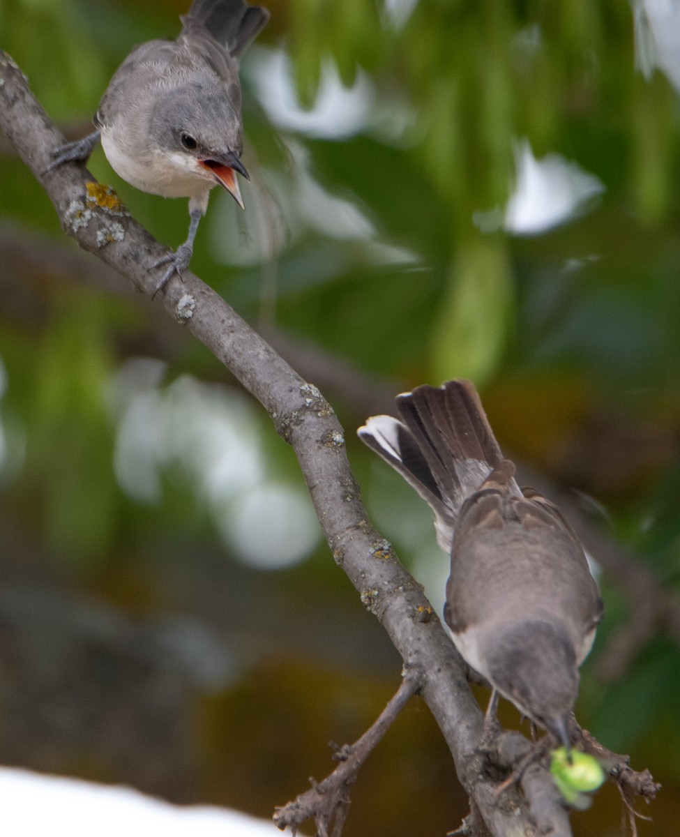 Eastern Orphean Warbler - ML620912262