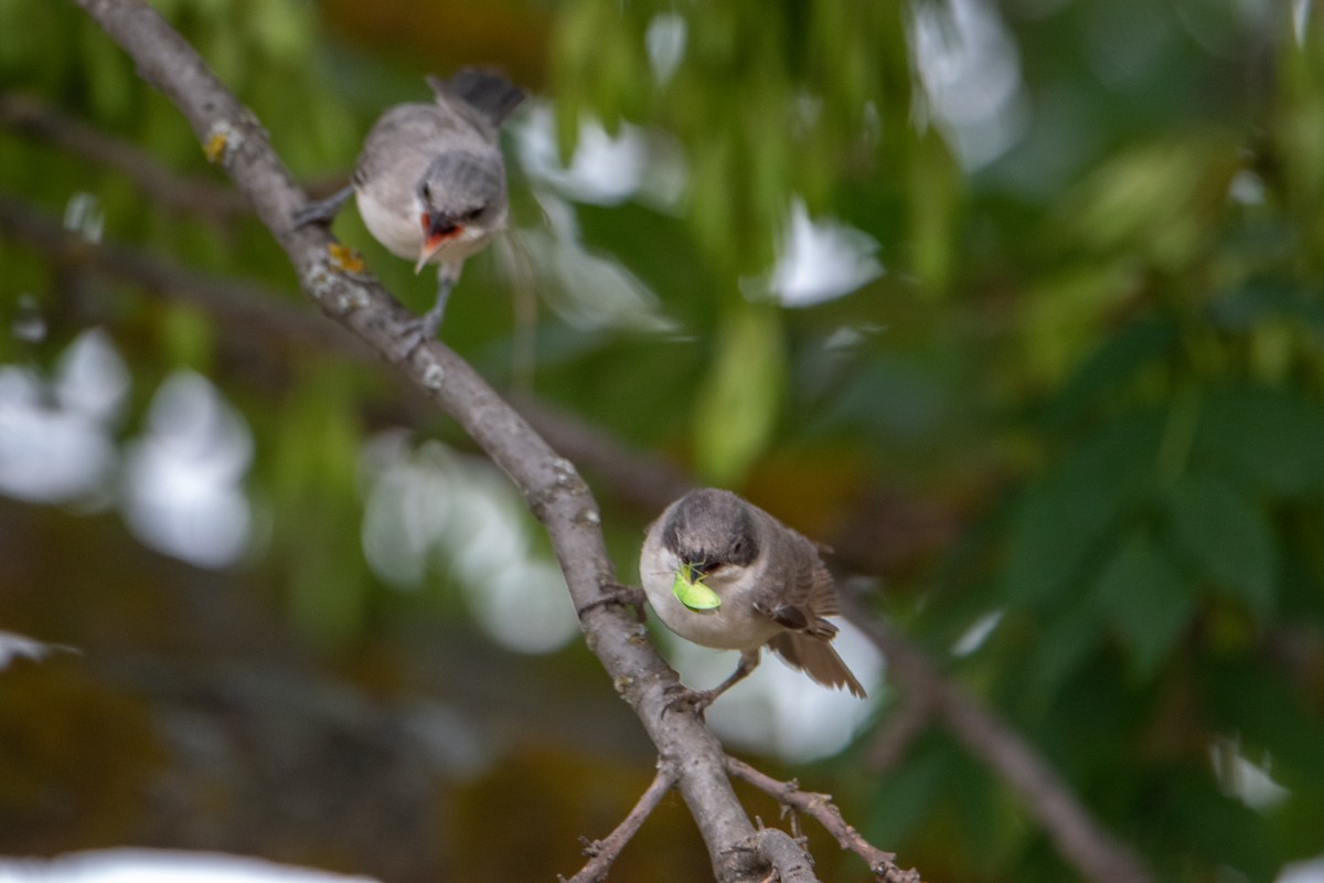 Eastern Orphean Warbler - ML620912264