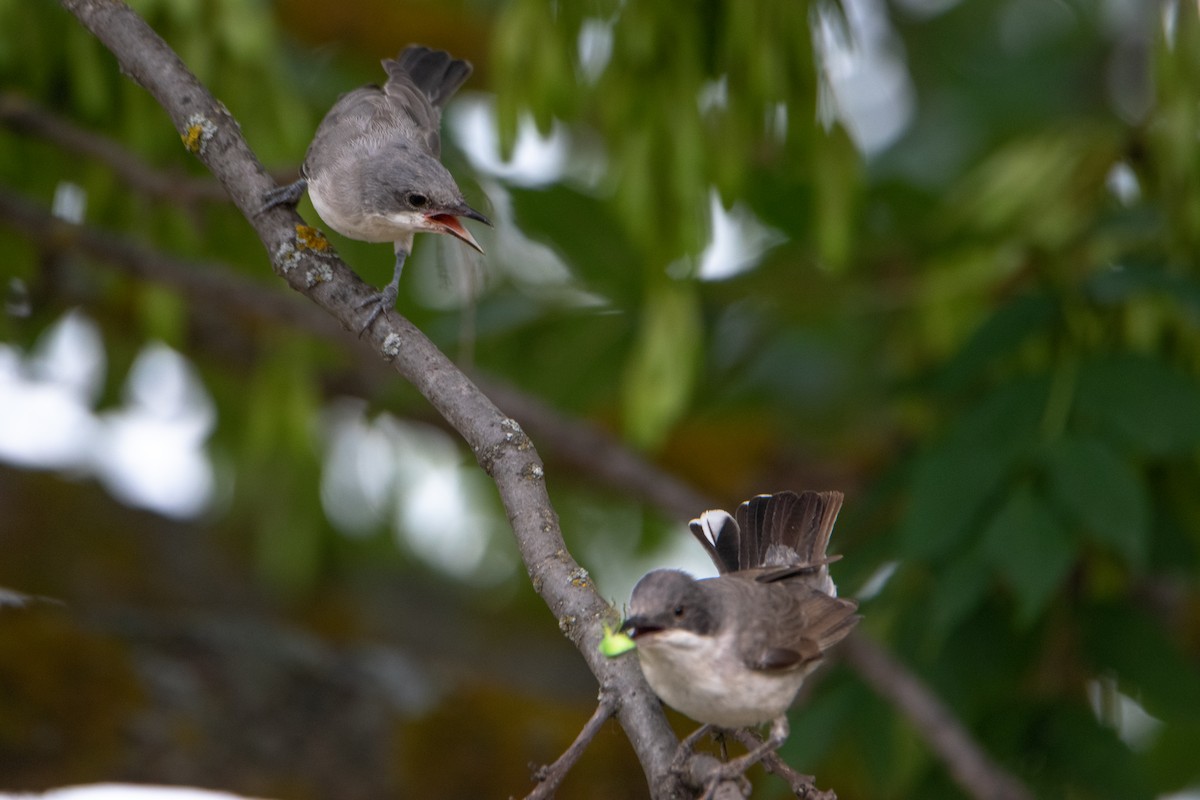 Eastern Orphean Warbler - ML620912265