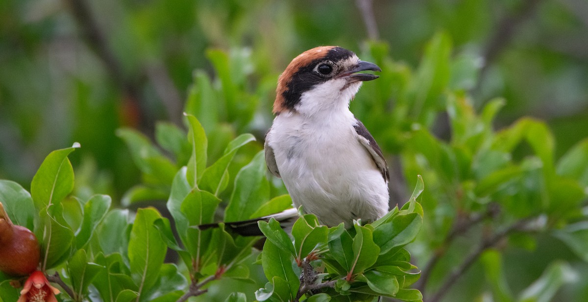 Woodchat Shrike - ML620912270