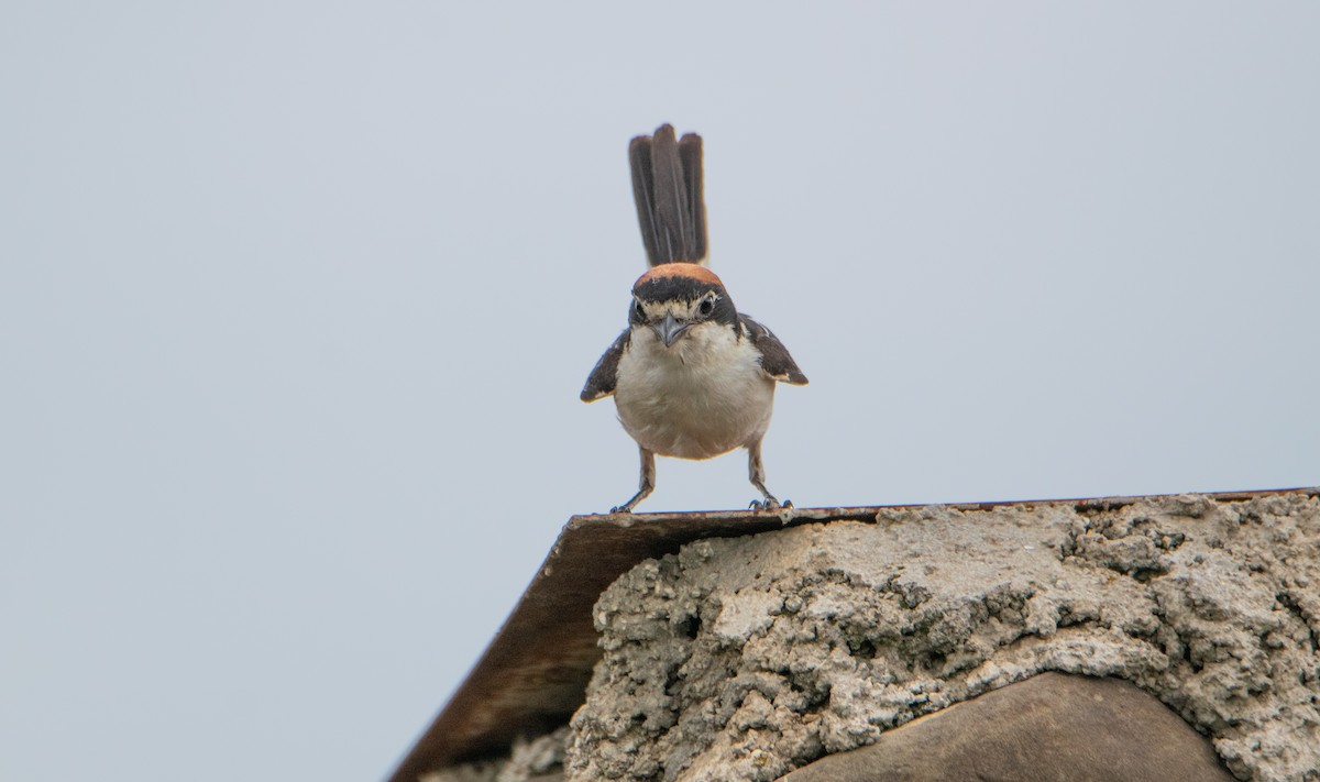 Woodchat Shrike - ML620912272