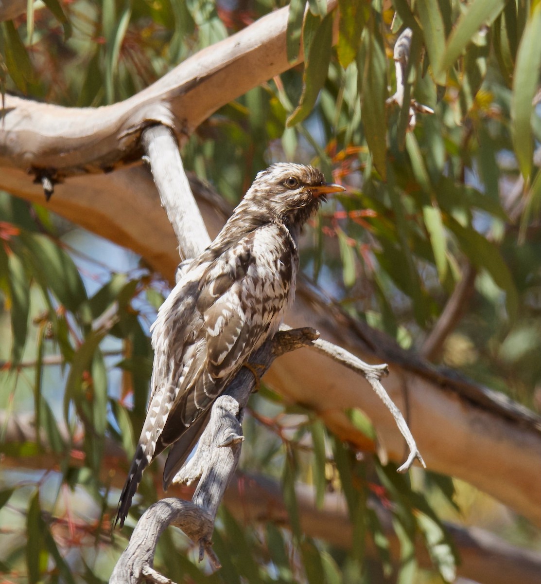 Pallid Cuckoo - ML620912277