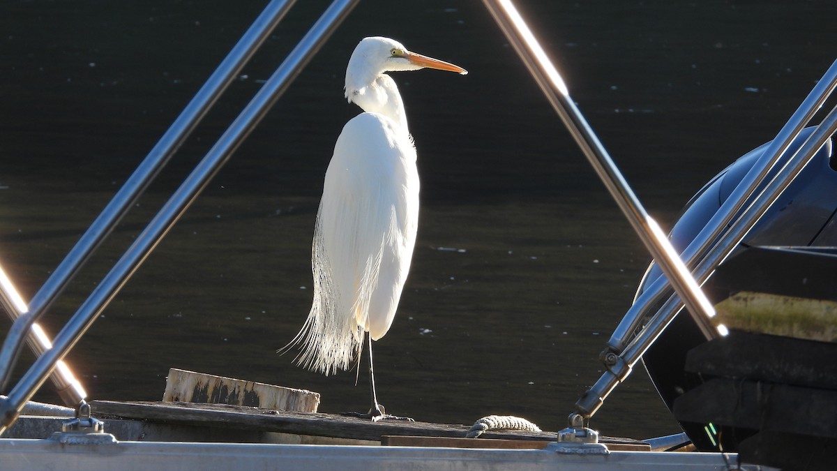 Great Egret - ML620912279