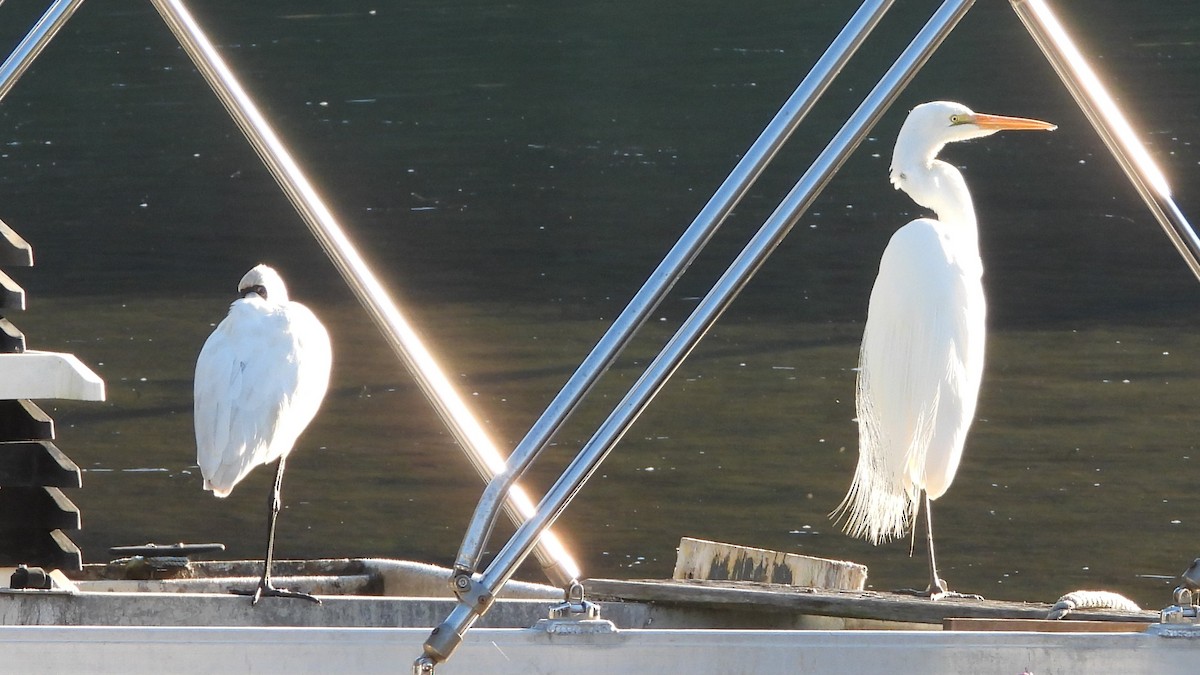 Royal Spoonbill - Greg and Georgie Shaw