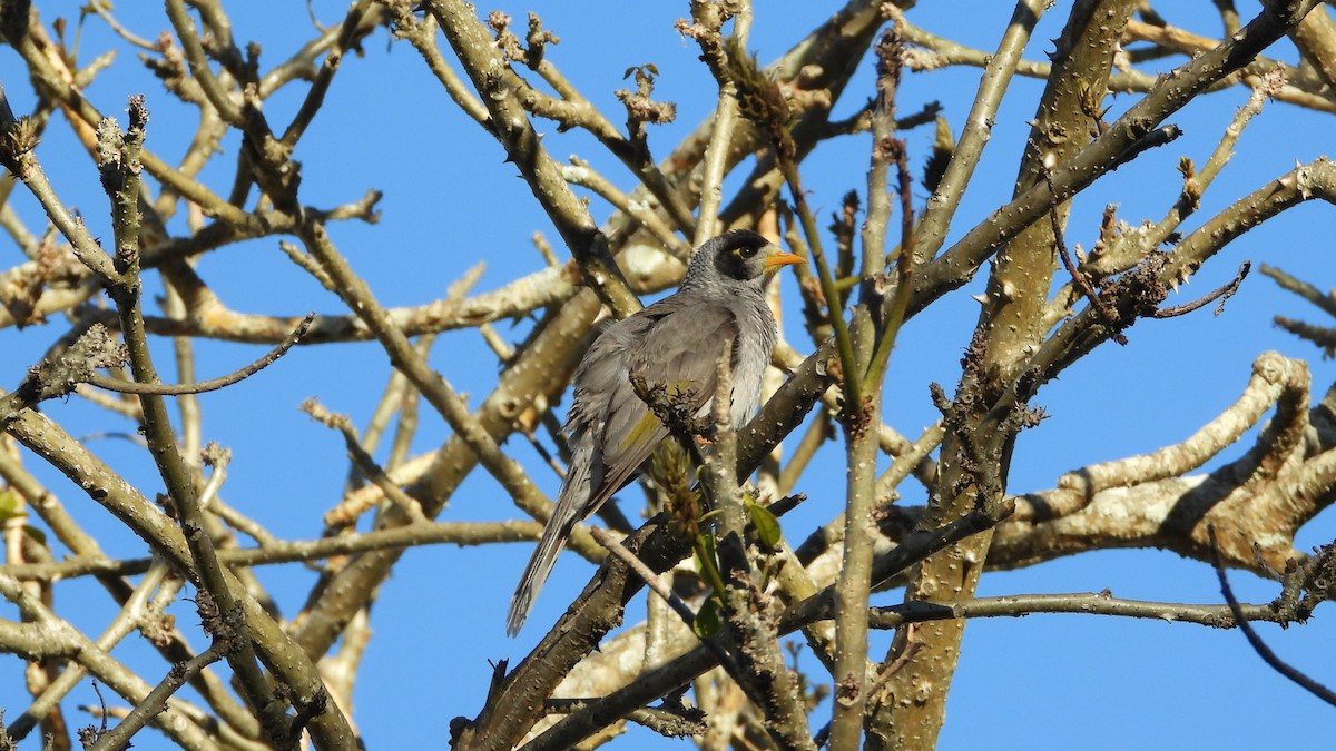 Noisy Miner - ML620912287