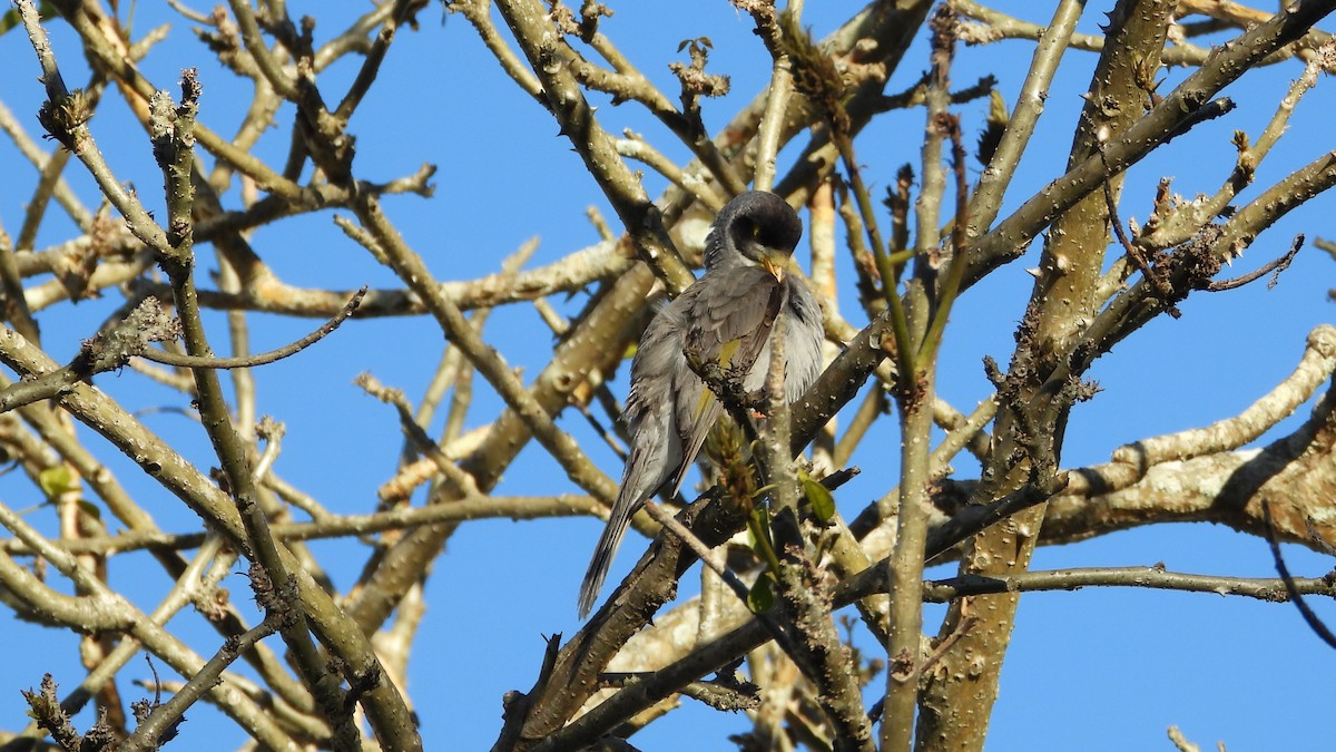 Noisy Miner - ML620912289