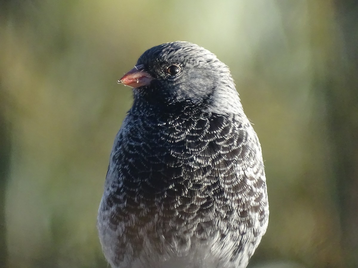 Mourning Sierra Finch - ML620912290