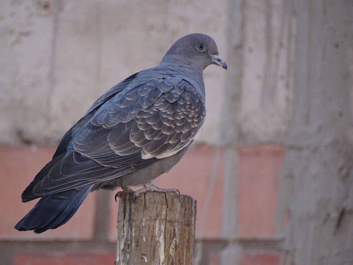 Spot-winged Pigeon - ML620912291