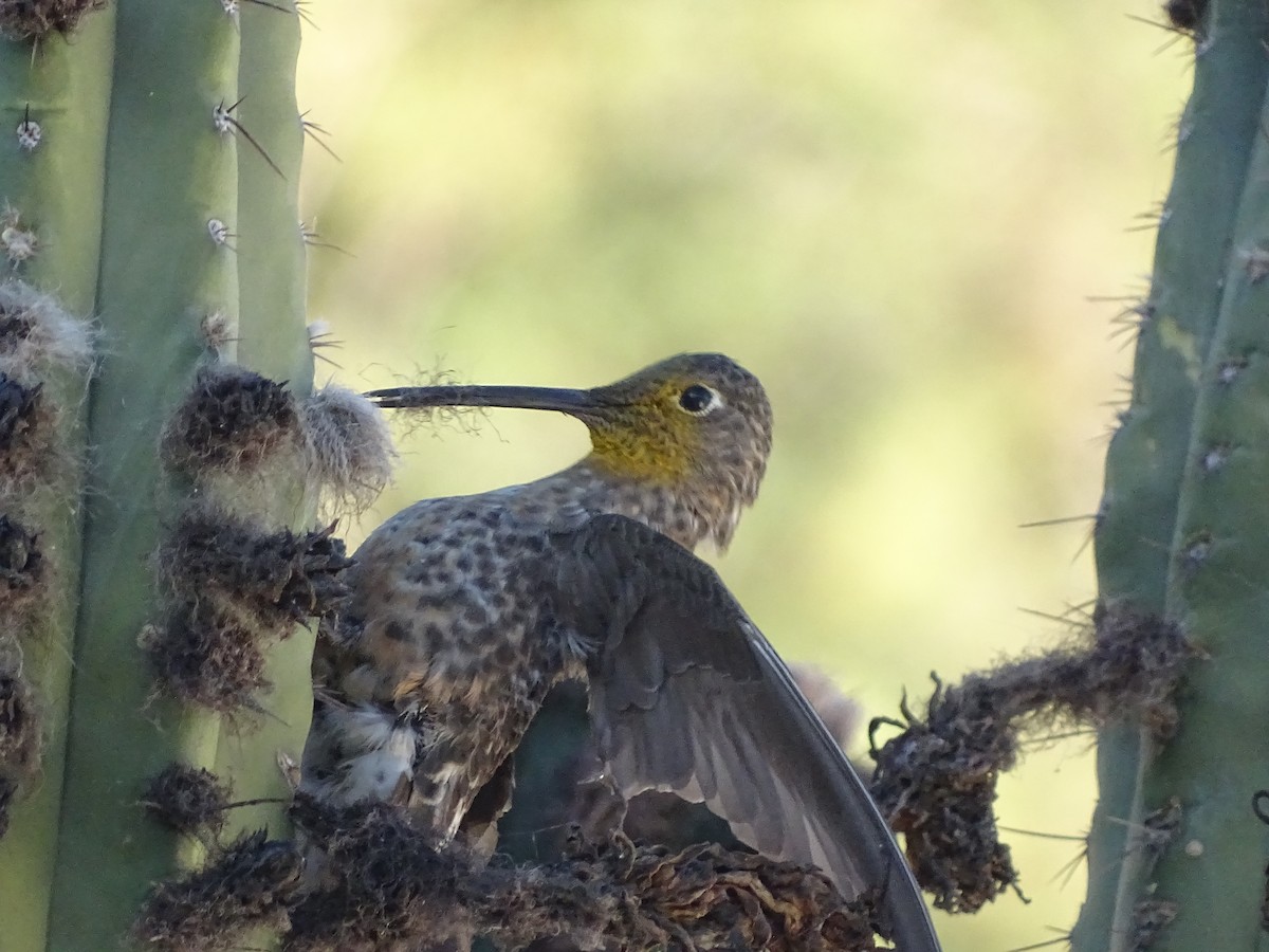 Giant Hummingbird - ML620912292