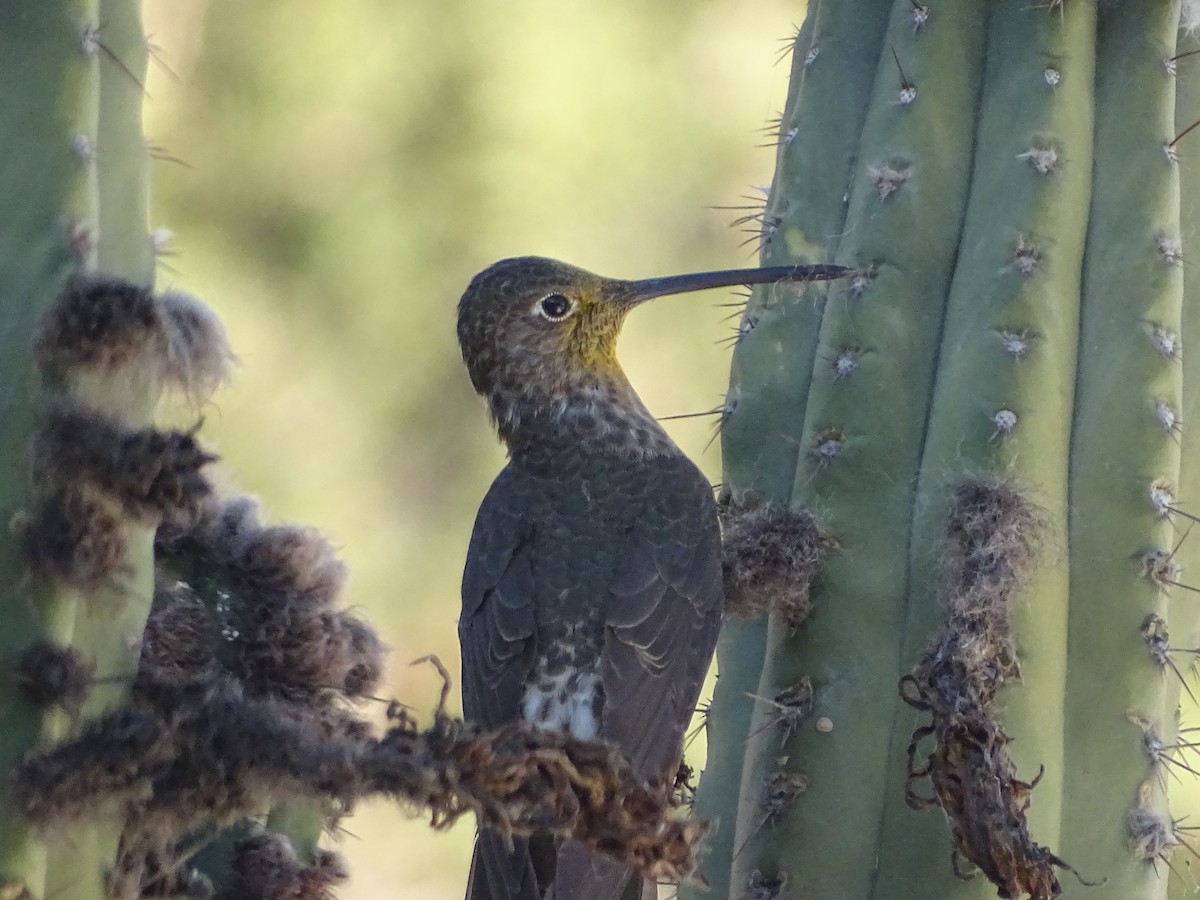 Giant Hummingbird - ML620912294