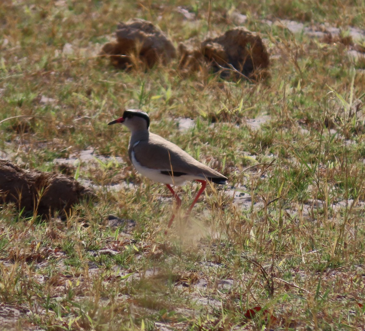 Crowned Lapwing - ML620912296