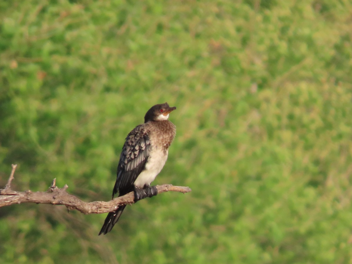 African Darter - ML620912298