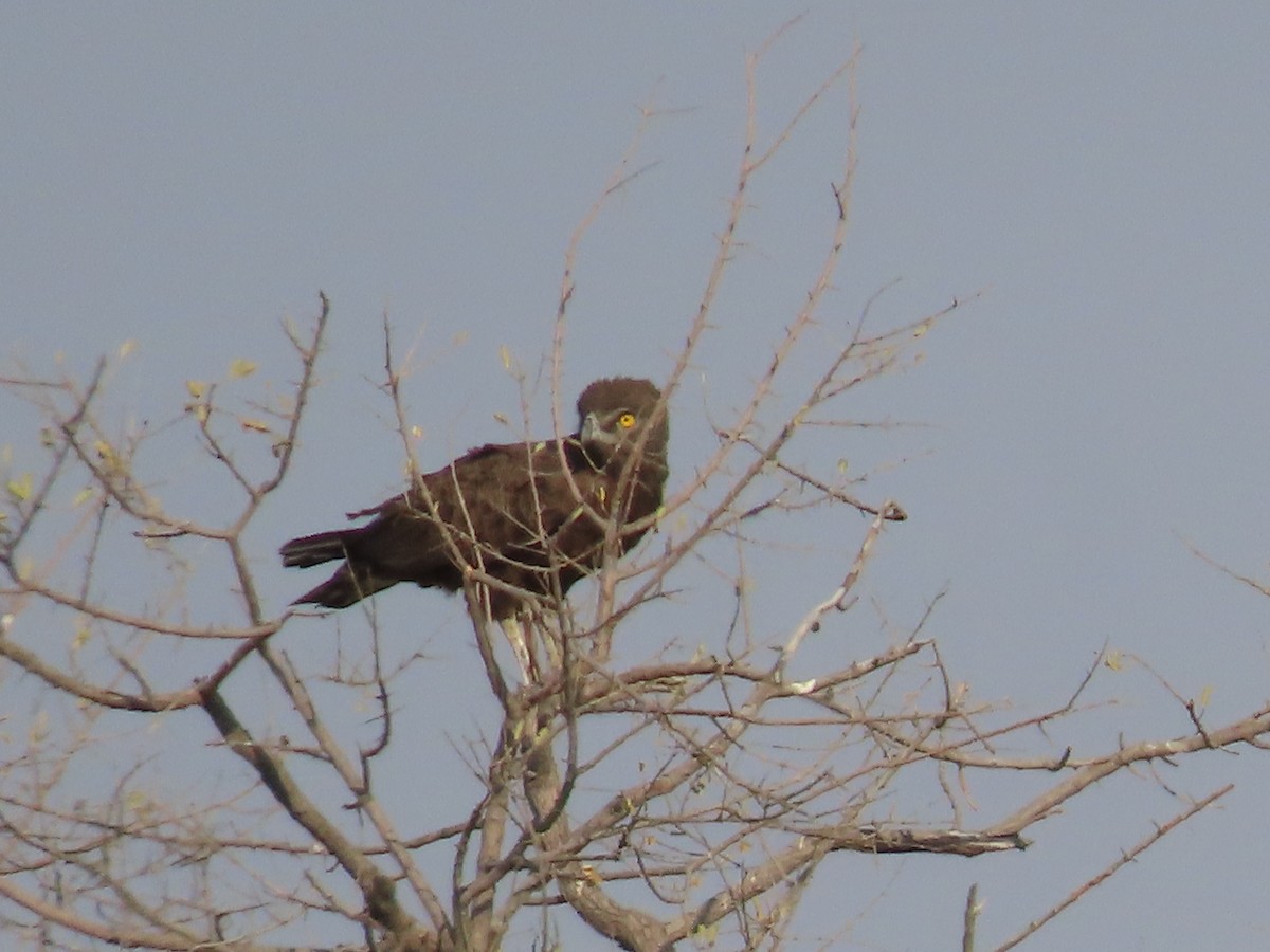 Long-crested Eagle - ML620912301