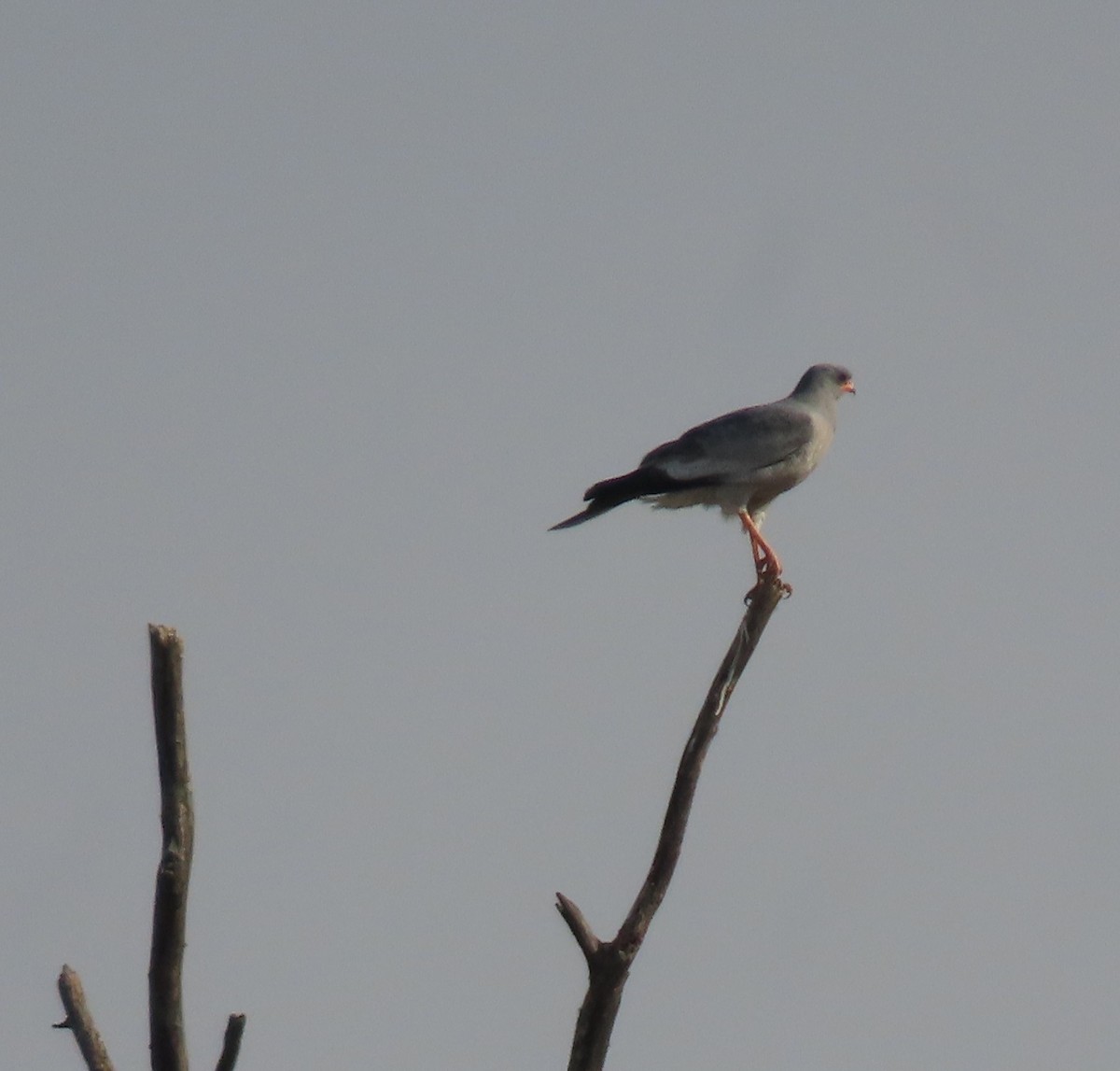 Dark Chanting-Goshawk - Greg Wark