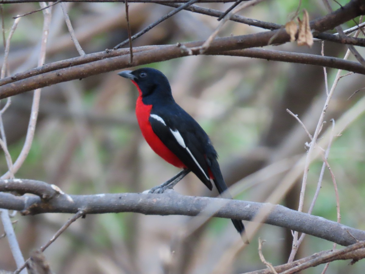 Crimson-breasted Gonolek - ML620912307