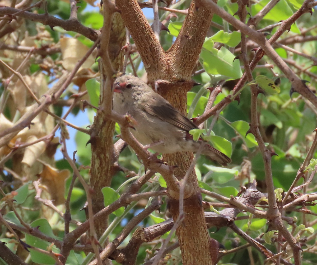 Common Waxbill - ML620912308