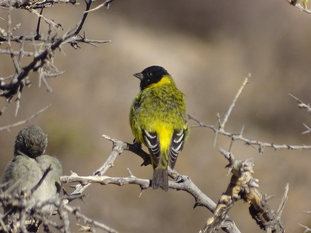 Hooded Siskin - ML620912317