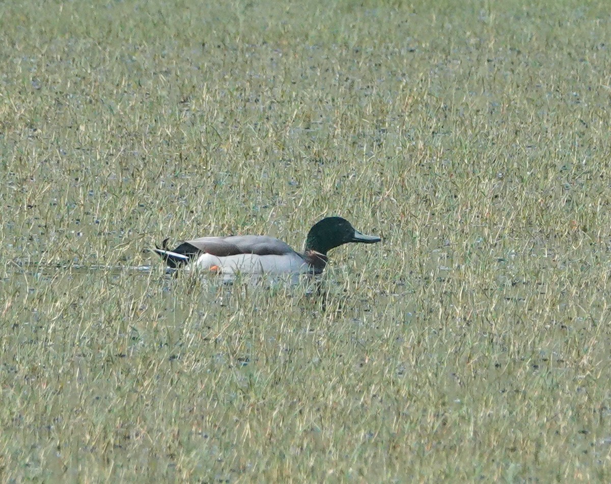 Mallard x Pacific Black Duck (hybrid) - ML620912319