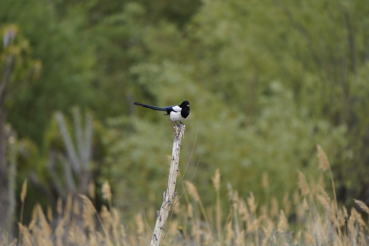 Eurasian Magpie - ML620912333